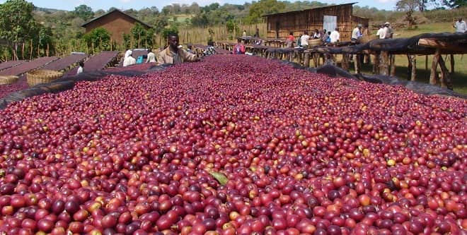 Robusta Coffee – Processing